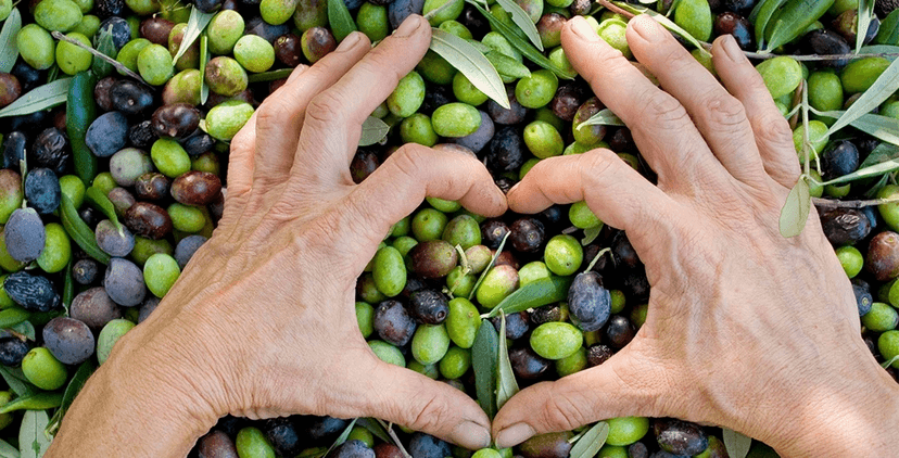 Zeytinyağı ve Kardiyovasküler Sistem
